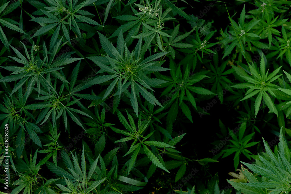 leafs of growing hemp plant, medcine drug background leafs of growing hemp plant, medcine drug background