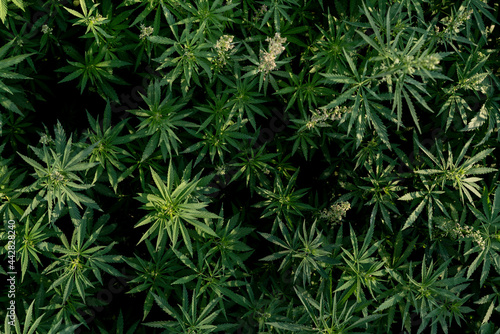 leafs of growing  hemp plant  medcine drug background