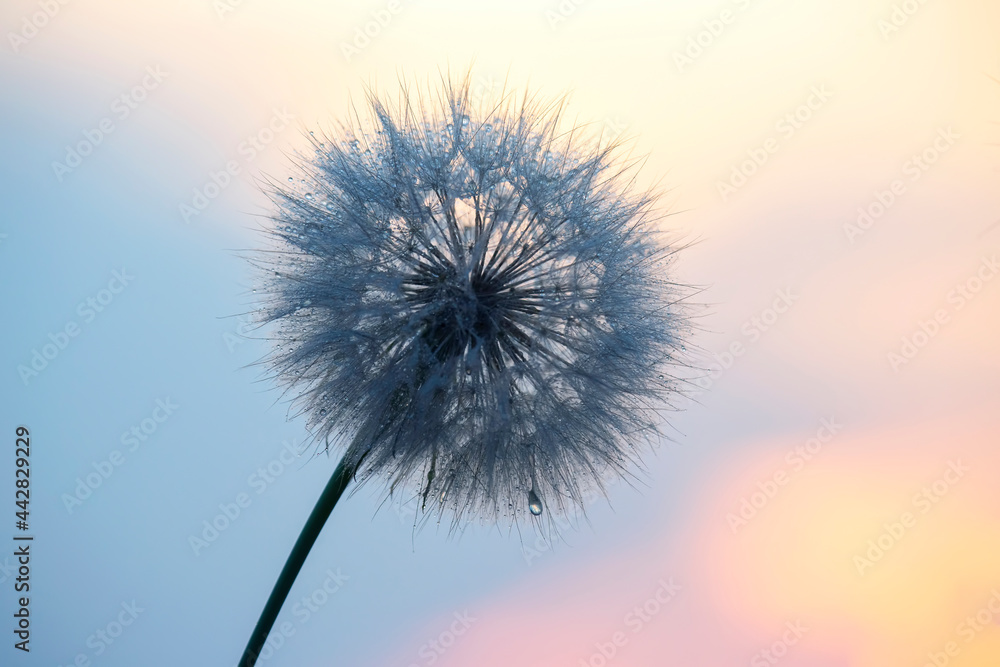 dandelion in backlight with morning dew drops. Nature and floral botany