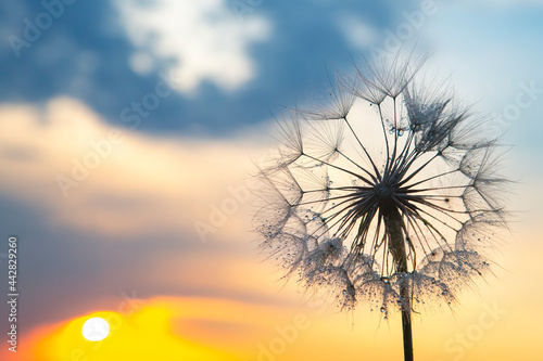 dandelion in backlight with morning dew drops. Nature and floral botany