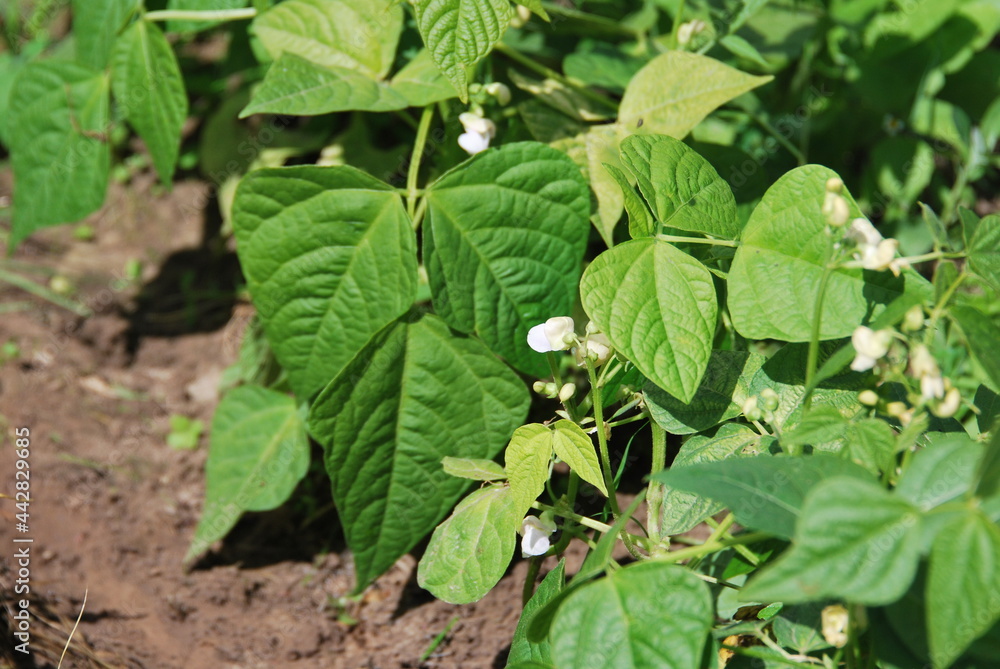 Blühende Buschbohnen