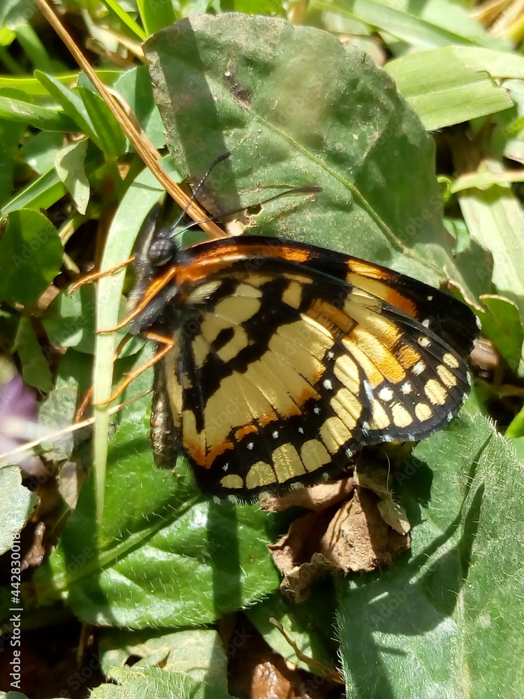 Obraz premium butterfly on a leaf