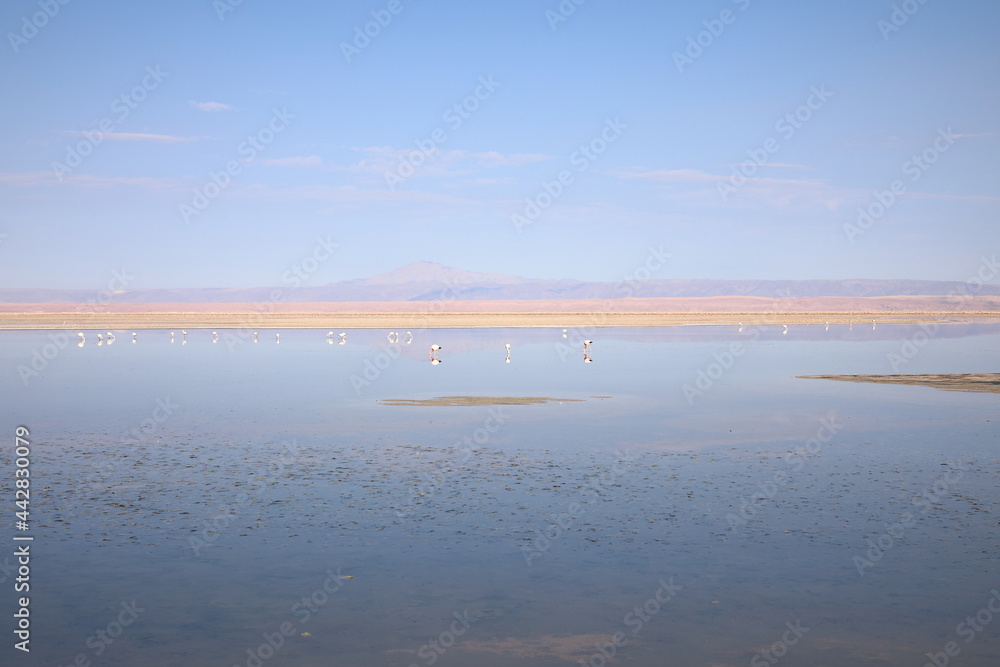 View of Chaxa Lagoon in the Atacama Desert, Chile View of Chaxa Lagoon in the Atacama Desert, Chile