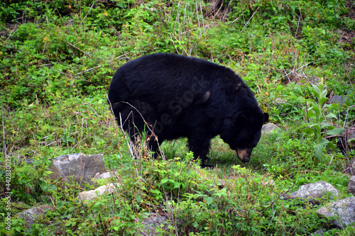 The American black bear (Ursus americanus) is a medium-sized bear native to North America photo