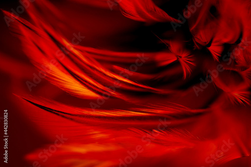 Red chicken feathers in soft and blur style abstract background for design