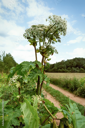 Flowering plant hogweed Sosnovsky growing on the roadside photo