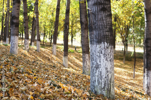 Poplar trees and fallen leaves in the autumn park