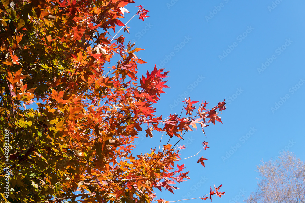 Red leaves on the branches under the blue sky in autumn Red leaves on the branches under the blue sky in autumn