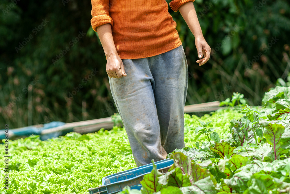 Farmer harvests beetroot from her garden at a family farm in the municipality of Apiai Farmer harvests beetroot from her garden at a family farm in the municipality of Apiai