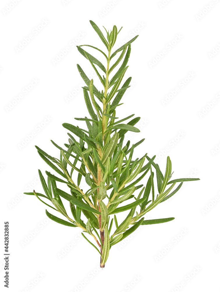 Fototapeta premium Top view of Rosemary isolated on white backgruond