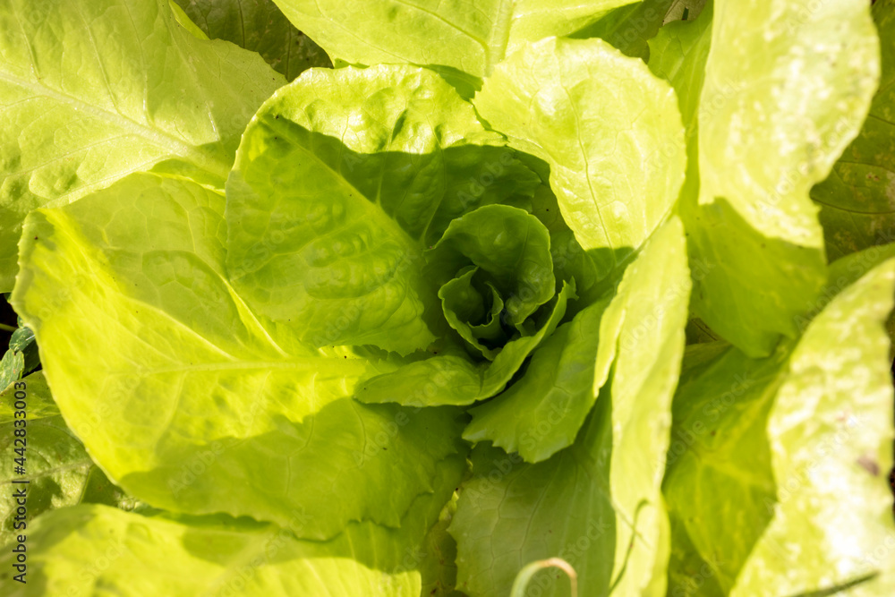 Close-up of young green lettuce in Brazil