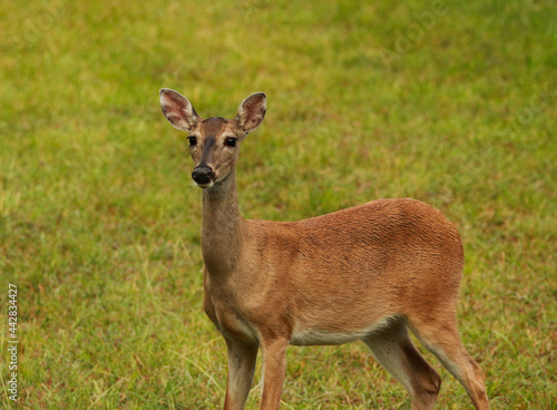 close up photo of a female deer yearling white tailed doe