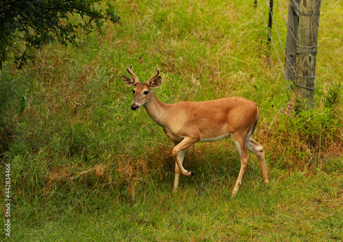 white tailed deer four point buck with velvet on his rack walking through the woods © Kella