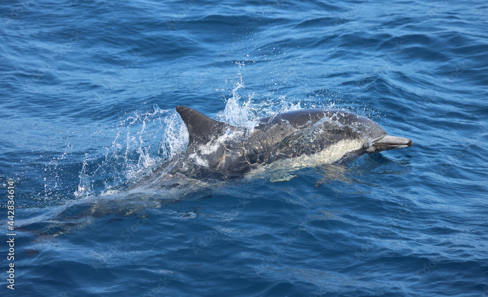 Fototapeta premium dolphin in the water