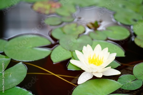 水面に咲く花の写真