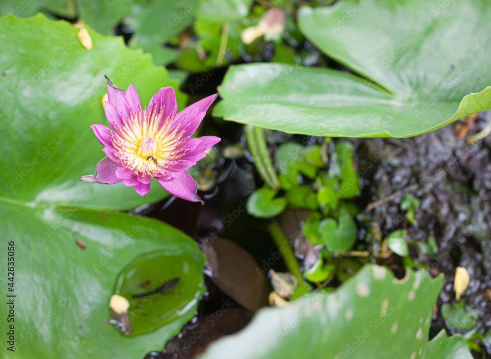 Lotus flower or water lily among green leaves Lotus flower or water lily among green leaves