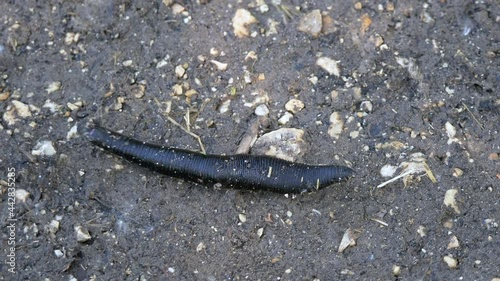 Macro shot showing black Haemopis Sanguisuga horse leech crawling on wet soil photo