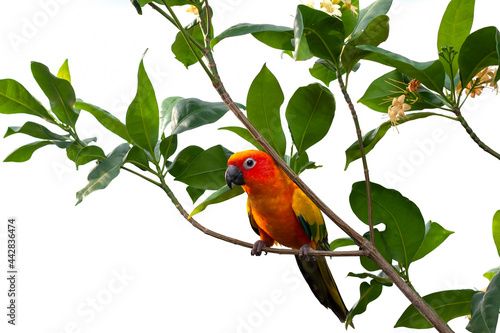 Sun Conure Parrots or Aratinga solstitialis perched on a branch in the garden isolated on white background.