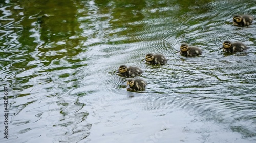 活発に泳ぎ回るマガモの雛たち © Scott Mirror