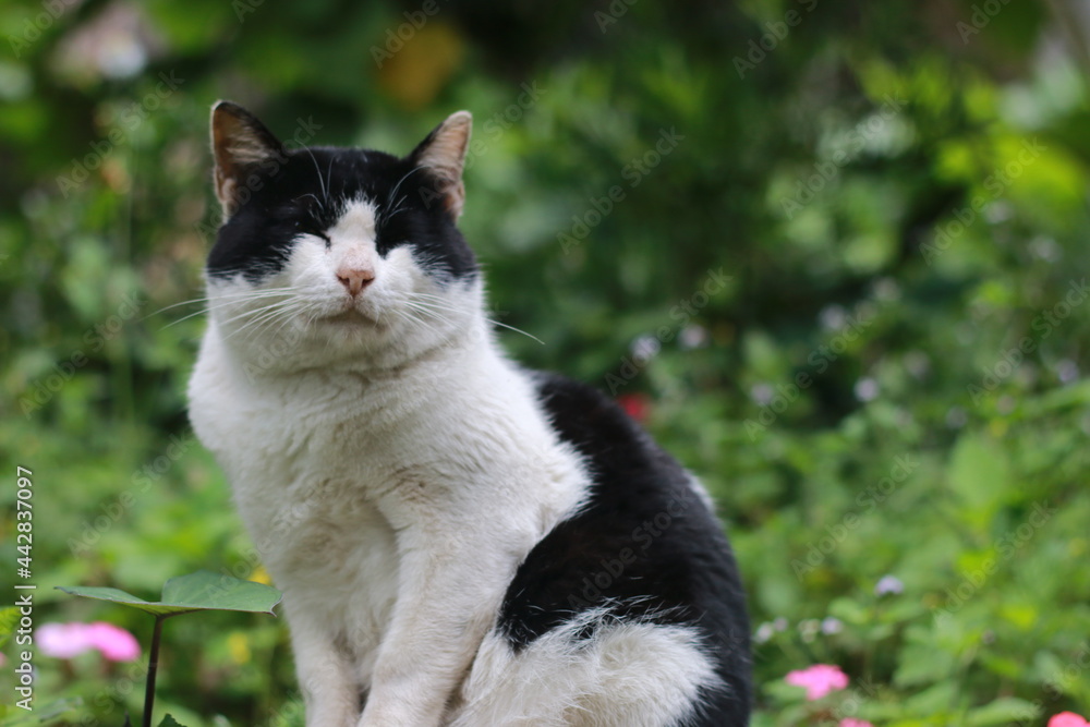 cat in the garden