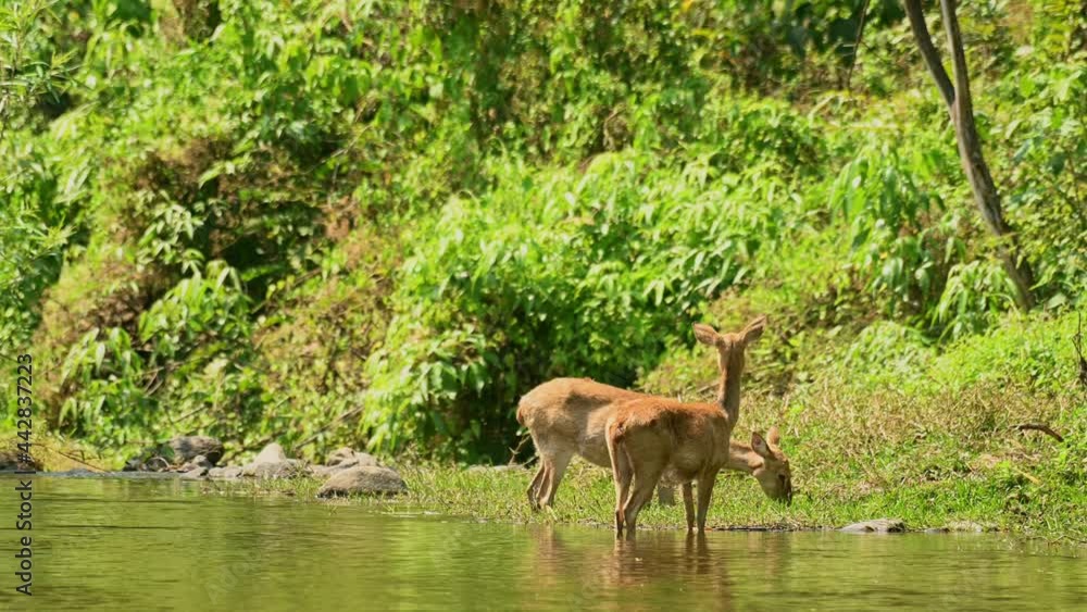 Two Eld's Deer standing in shallow water Two Eld's Deer standing in shallow water