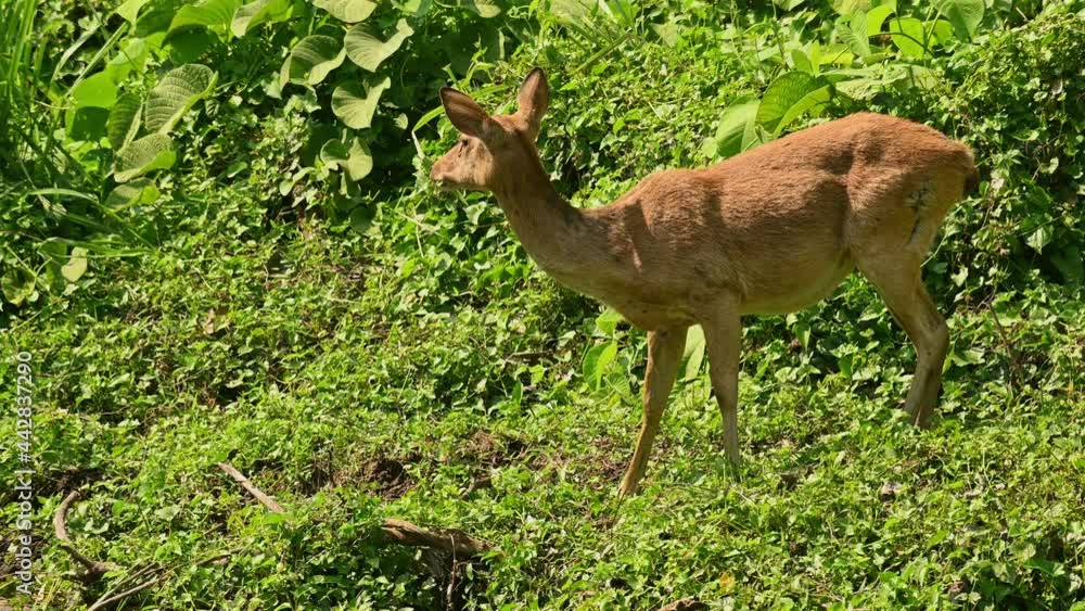 Single Eld's deer in full frame grazing with a green background of lush foliage Single Eld's deer in full frame grazing with a green background of lush foliage