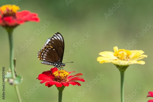 A beautiful Butterfly that absorbs red flower nectar 