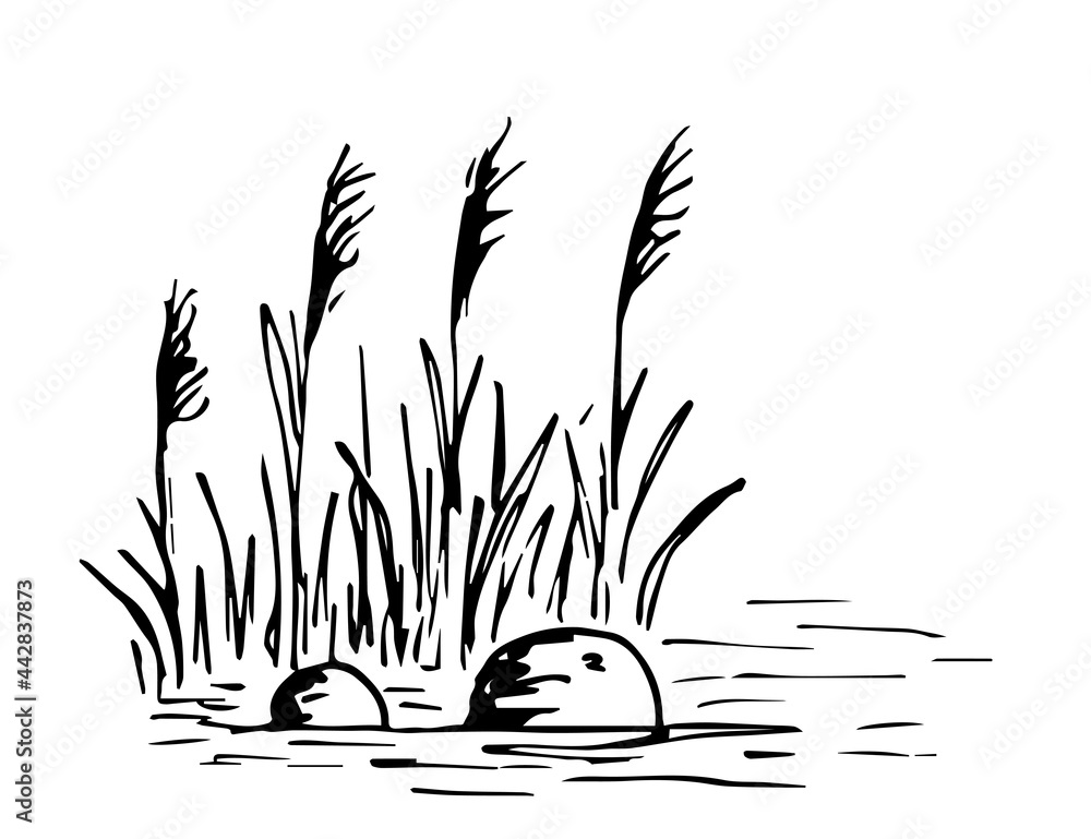 Simple handdrawn vector drawing in black outline. Lake shore, reeds
