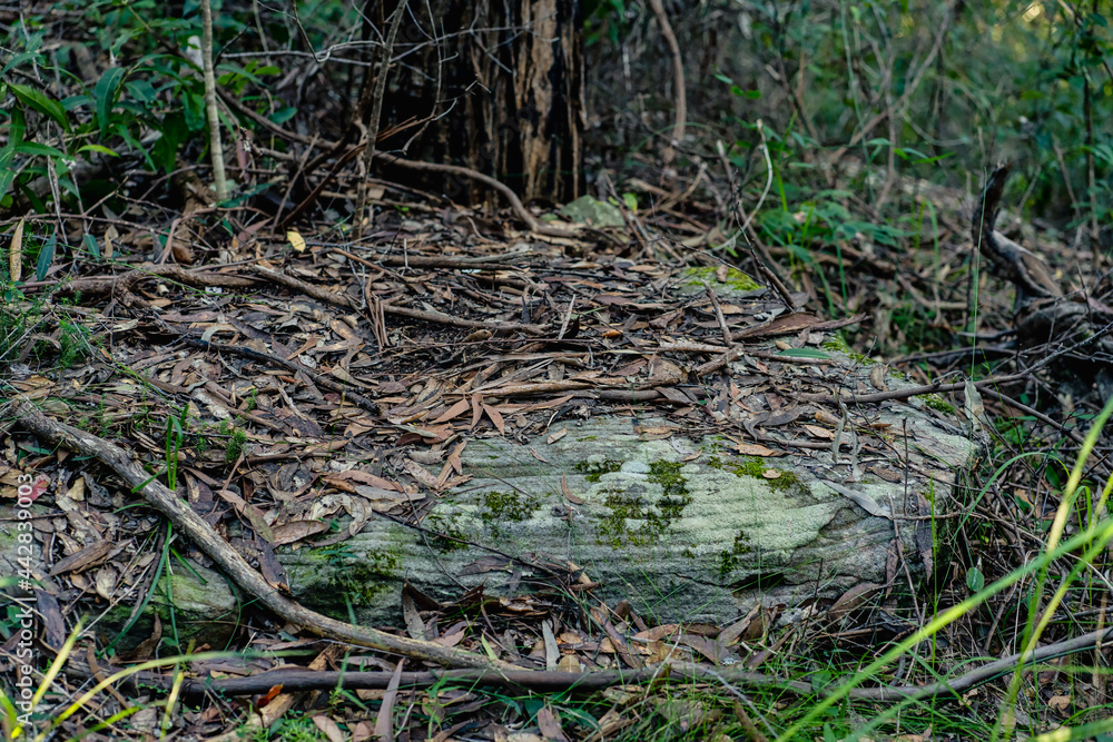 Leaf litter on a big rocky formation in the Australian bush.