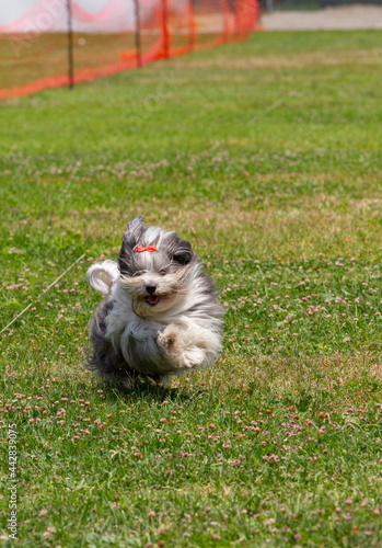 Havanese puppy having a great time lure coursing