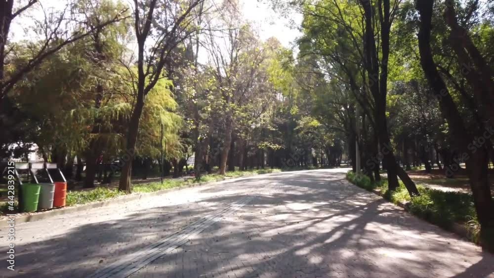 Riding through the park on a bike with an avenue of trees in bright sun with shade Riding through the park on a bike with an avenue of trees in bright sun with shade