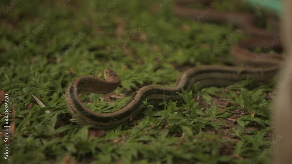 Close up of snake on grass - Dogs fight and surround snake in Thailand Close up of snake on grass - Dogs fight and surround snake in Thailand