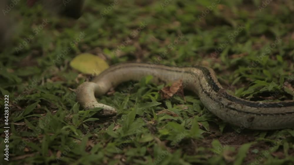 Snake killed by dogs in Thailand - lying on the ground Snake killed by dogs in Thailand - lying on the ground