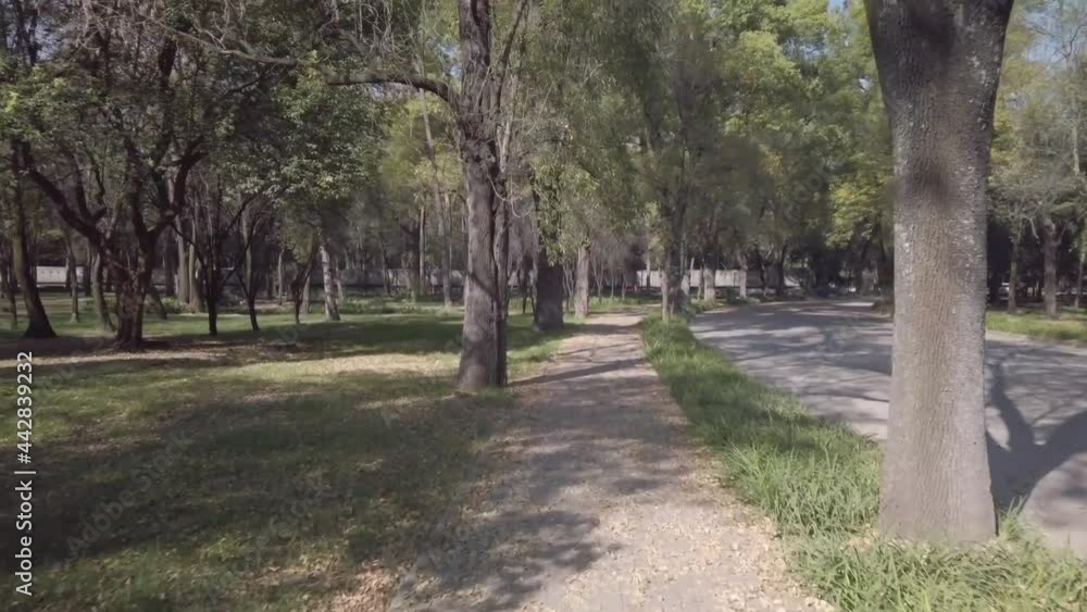 Riding through the park on a bike with an avenue of trees along a path Riding through the park on a bike with an avenue of trees along a path
