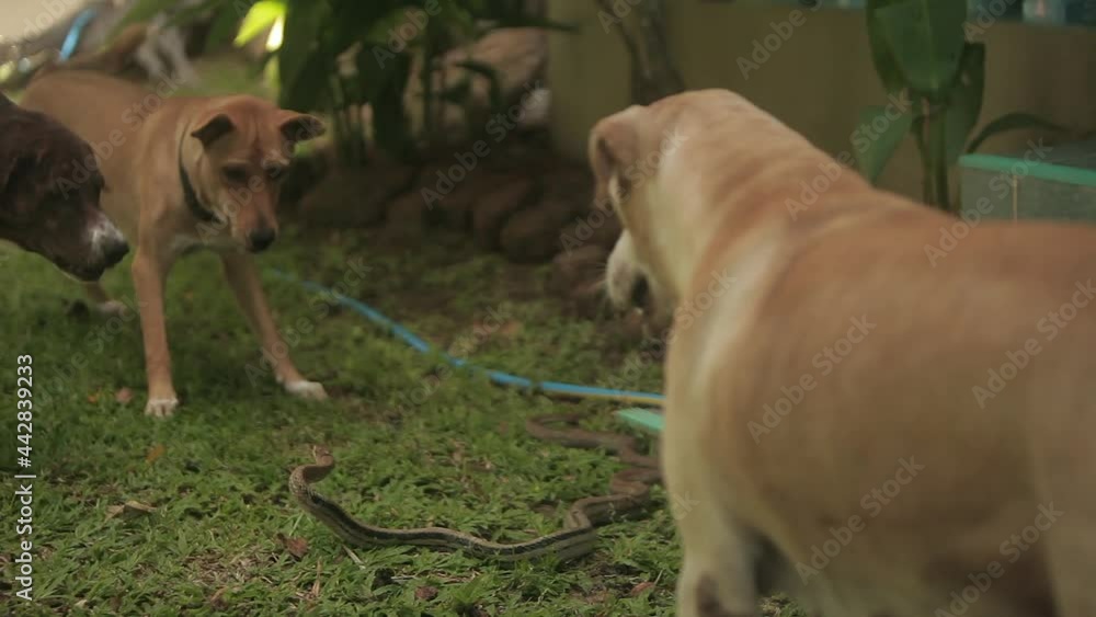 Dogs fight and surround snake in Thailand tree dogs traps snake in