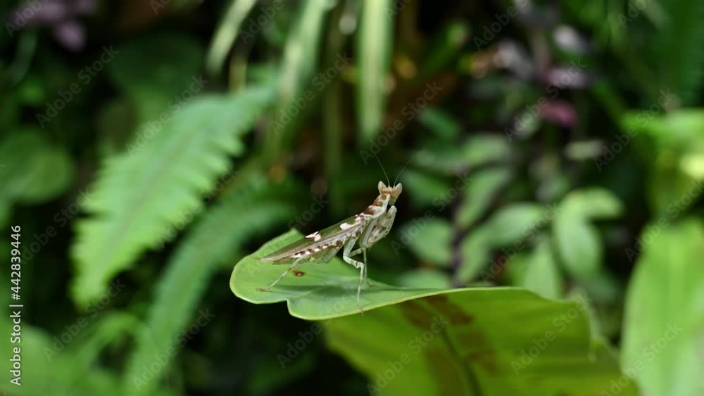 Jeweled Flower Mantis resting on a leaf balancing on legs with foliage in the background Jeweled Flower Mantis resting on a leaf balancing on legs with foliage in the background