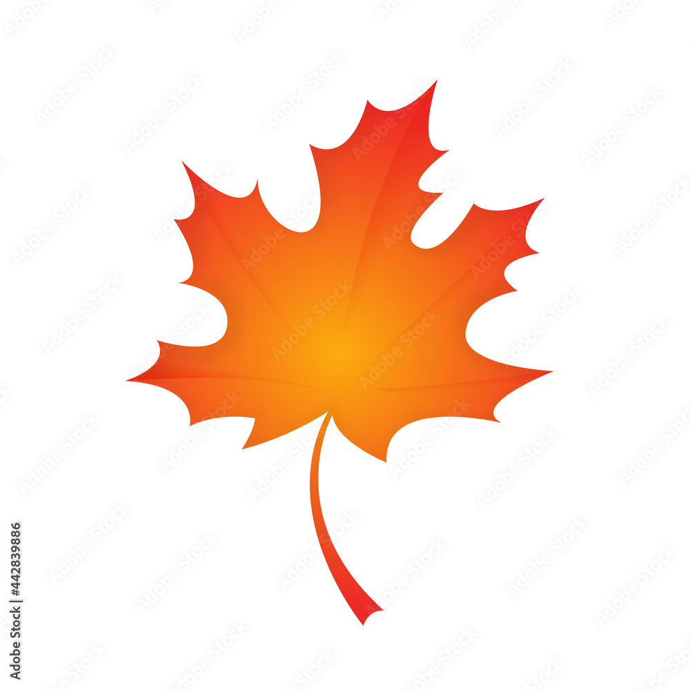 Autumn maple leaf isolated on a white background Autumn maple leaf isolated on a white background
