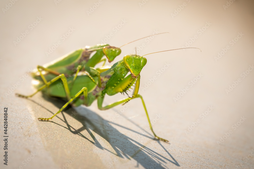 Mating of a pair of praying mantises. Close up of pair of European mantis or Praying mantis copulating in nature. Mating of a pair of praying mantises. Close up of pair of European mantis or Praying mantis copulating in nature.