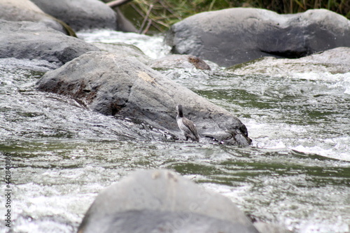 Torrent duck (Merganetta armata) in a river in the Intag Valley outside of Apuela, Ecuador photo