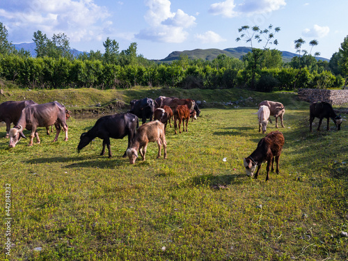 Cattle grazing in green fields in a village © GreenThumbShots