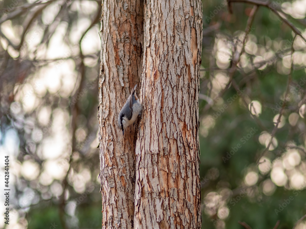 Eurasian nuthatch or wood nuthatch, lat. Sitta europaea, sitting on a tree trunk with a blurred background. Eurasian nuthatch or wood nuthatch, lat. Sitta europaea, sitting on a tree trunk with a blurred background.
