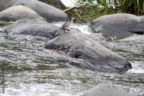 Torrent duck (Merganetta armata) in a river in the Intag Valley outside of Apuela, Ecuador photo