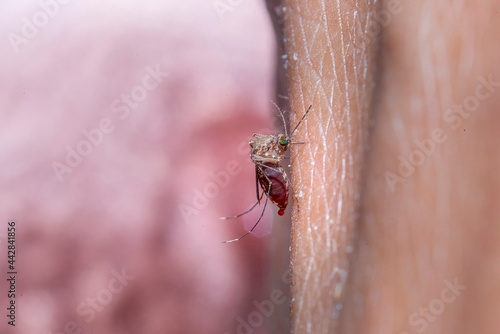 Closeup mosquitoes sucking human blood