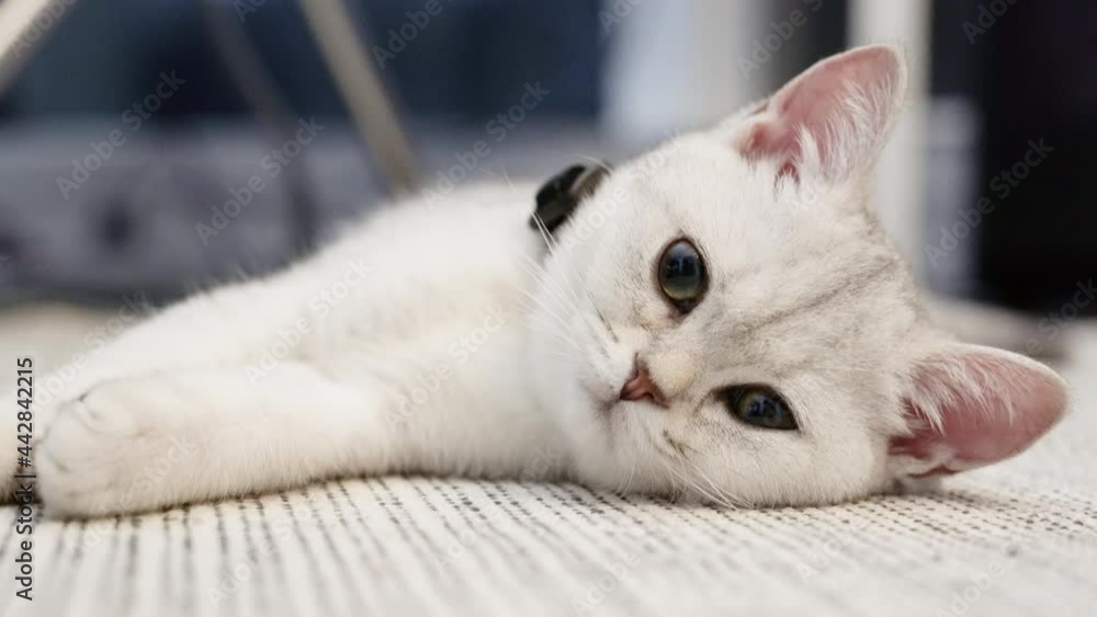 silver white kitten fall asleep, sleeping silver white kitten fall asleep, sleeping