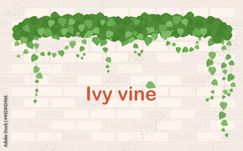 There are ivy on the wall.