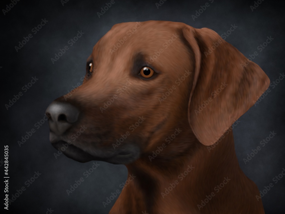 Drawing of brown Labrador dog in the studio on black background.