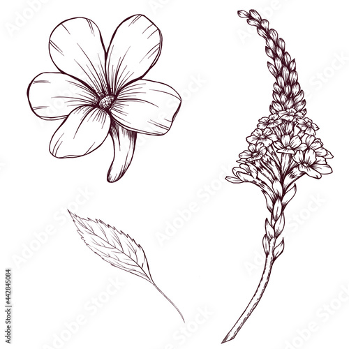 Vervain herb sketch, flowers and leaves, alternative medicine, medical herb illustration, summer botanica, healing flower vintage style drawing, verbena officinalis