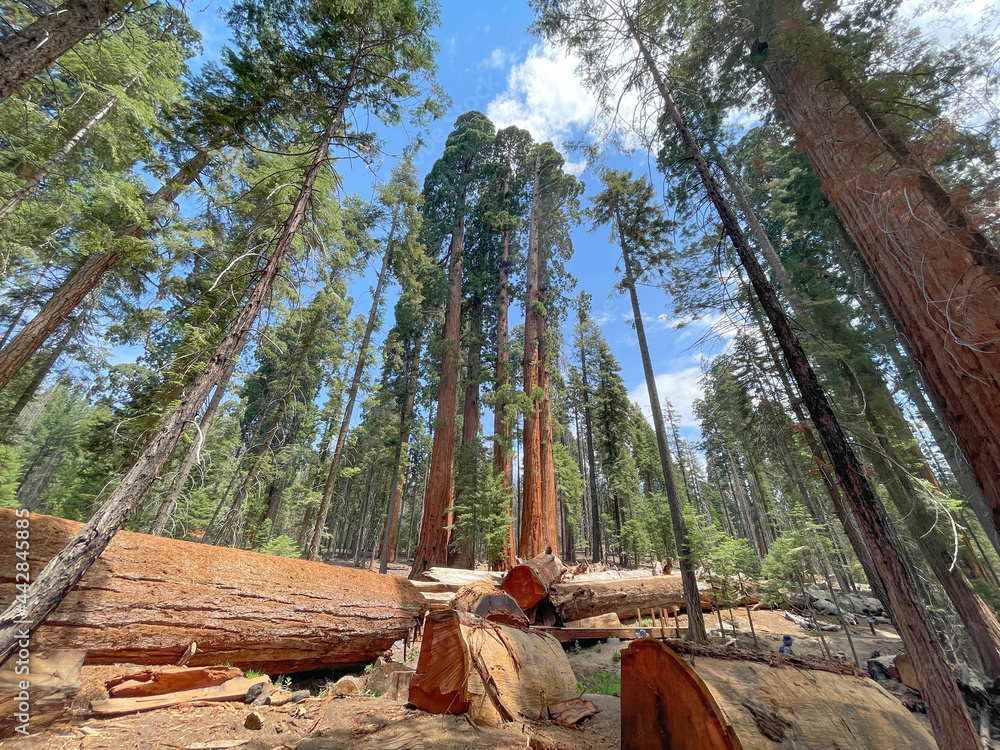 Giant Sequoia Forest