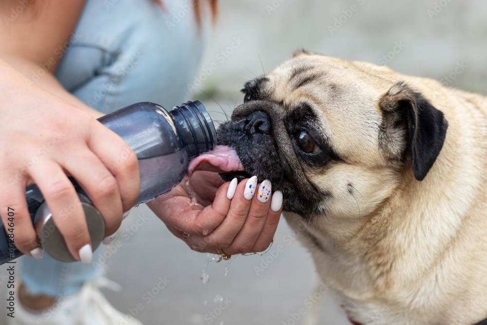Do Pugs Drink A Lot Of Water