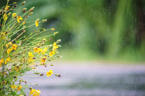 Fototapeta Naklejka Na Ścianę i Meble -  yellow flowers on raining day with green background
